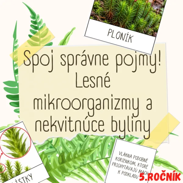 Spoj správne pojmy! - Lesné mikroorganizmy a nekvitnúce byliny