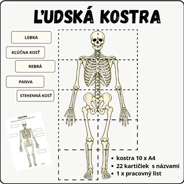 🦴 ĽUDSKÁ KOSTRA