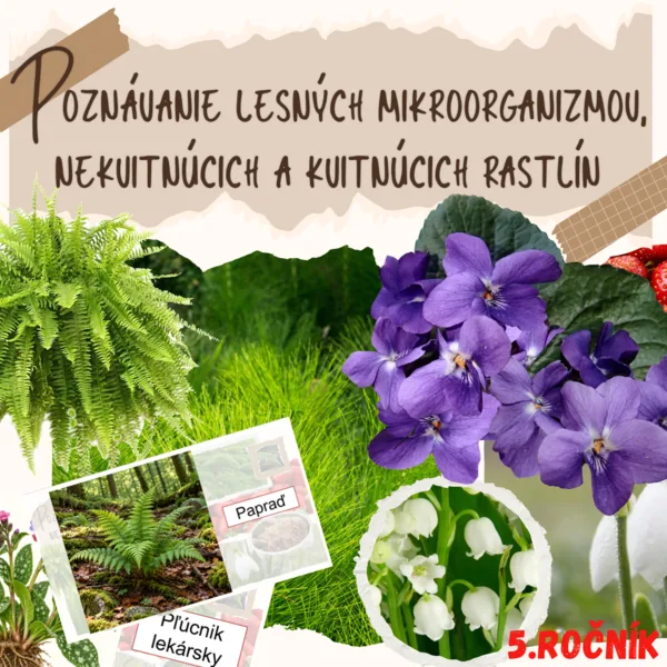Poznávanie lesných mikroorganizmov, nekvitnúcich a kvitnúcich rastlín  (PPTX)