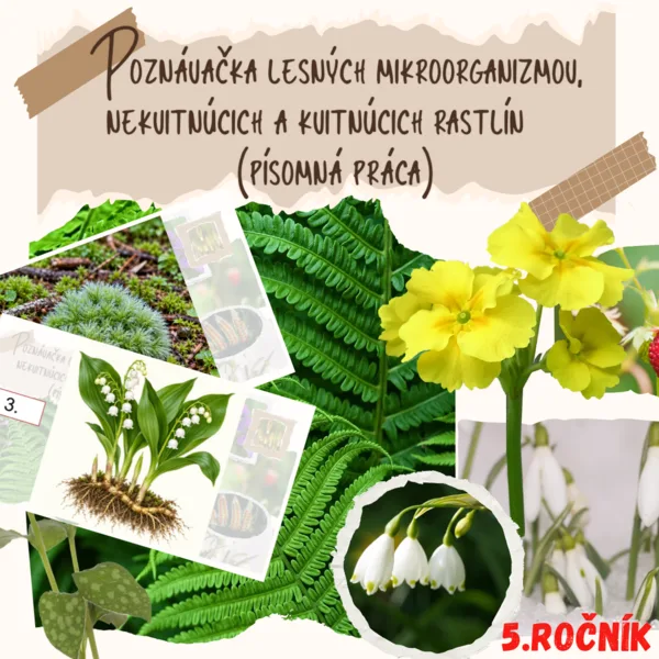 Poznávačka lesných mikroorganizmov, nekvitnúcich a kvitnúcich rastlín (PPTX) (písomná práca)